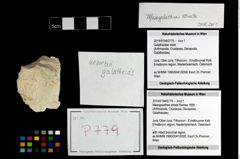 Foto (Objekt + Etikett) von Mesogalathea striata (Remes 1895)  (NHMW-GEO-2014-0194-0779)